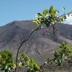 Ein typischer Berg auf Lanzarote 2011